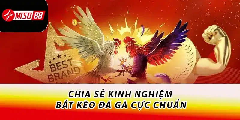 Chơi Đá Gà Miso88 - Bắt Kèo Chuẩn Xác, Nhận Thưởng Mỏi Tay 3 Chia sẻ kinh nghiệm bắt kèo đá gà cực chuẩn